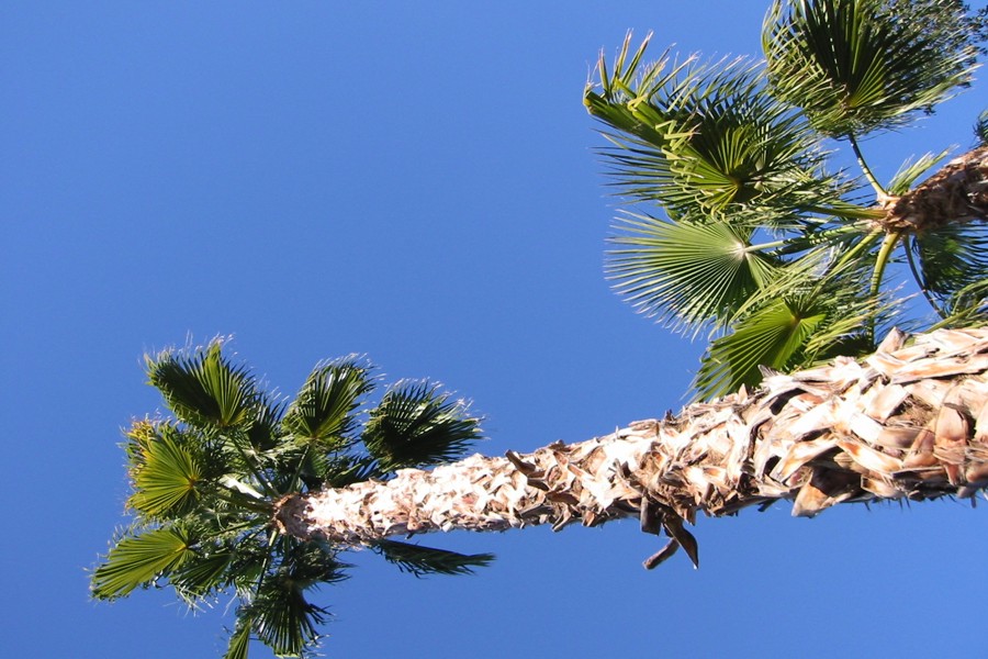 ../image/yep julie loves palm trees.jpg